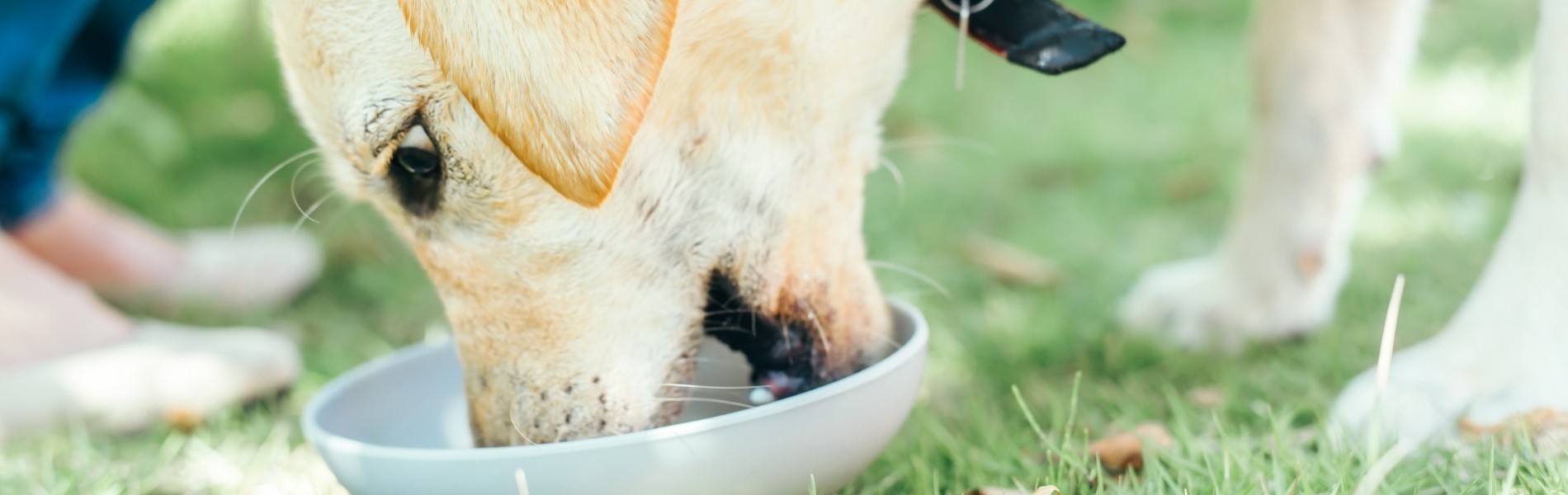 フードを食べる犬